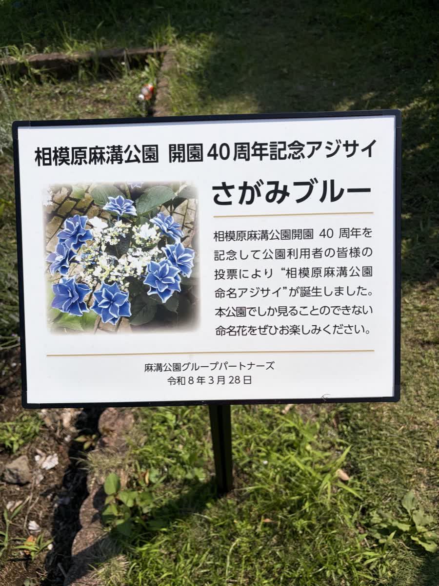 相模原麻溝公園 開園40周年記念アジサイ「さがみブルー」の説明看板
