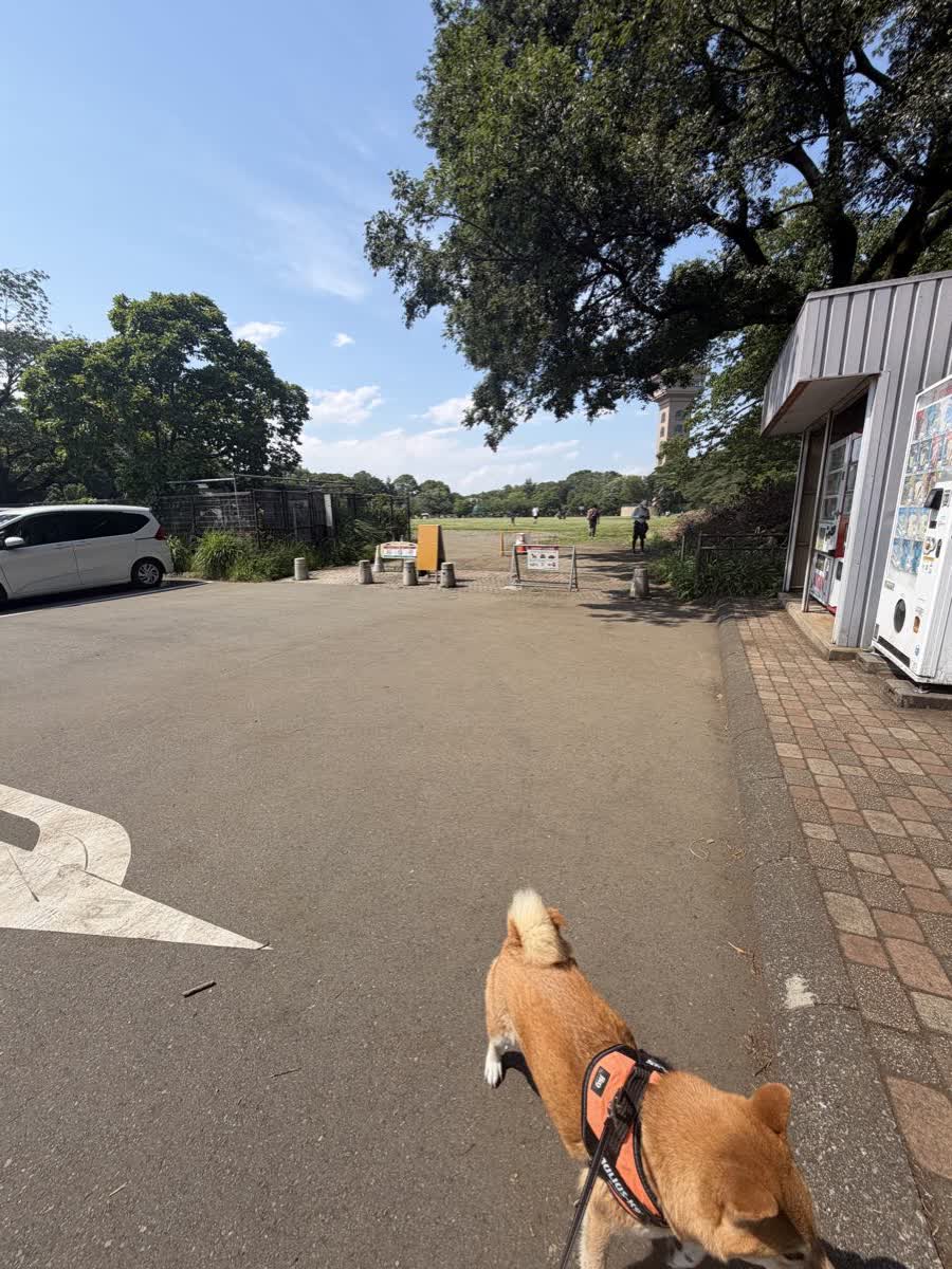 木陰のあじさい並木を歩く柴犬もみじの後ろ姿