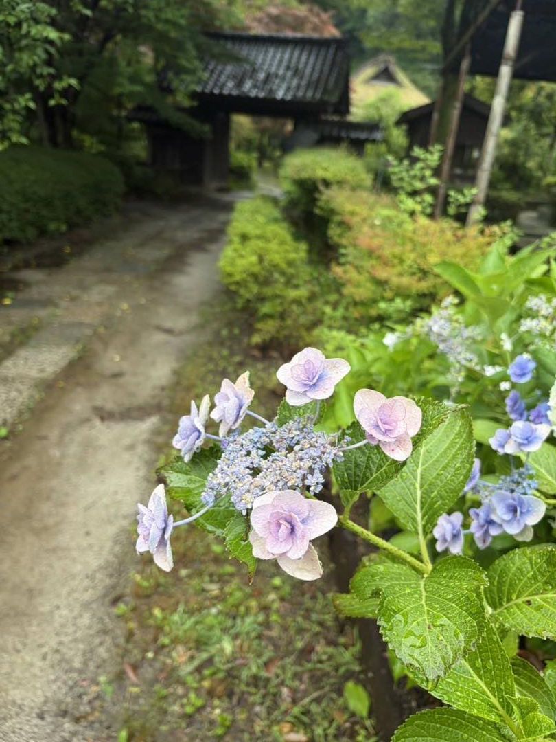 雨に濡れた薬師池公園のガクあじさい。淡いピンクと青の花びらに水滴がついている