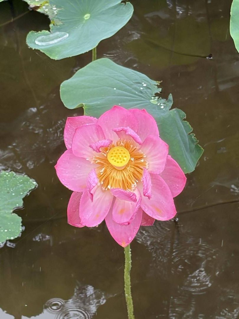 薬師池公園のハス田で雨の中に一輪咲いたピンクの大賀ハスの花