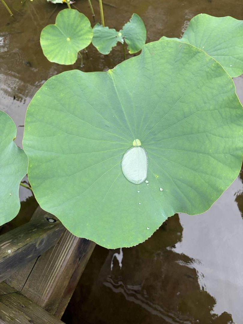 雨で大きなハスの葉の中央に水玉がたまっている薬師池公園のハス田