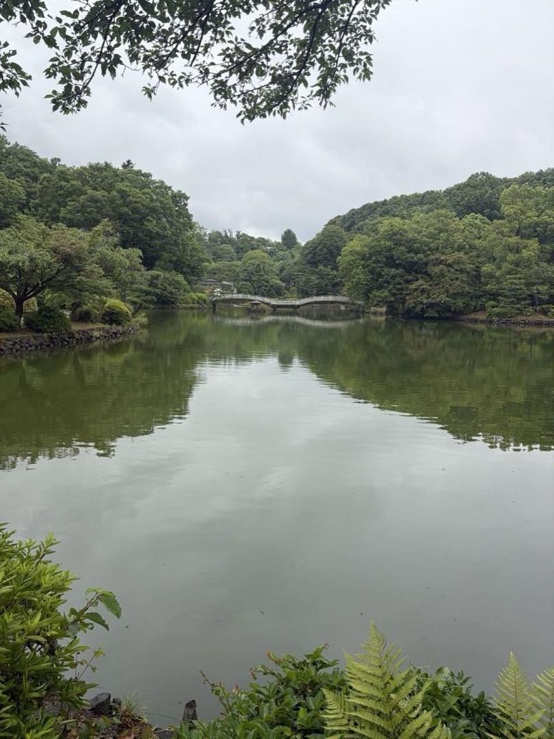 雨の日の薬師池公園。水面が鏡のように静かで、対岸の緑と太鼓橋が映り込んでいる