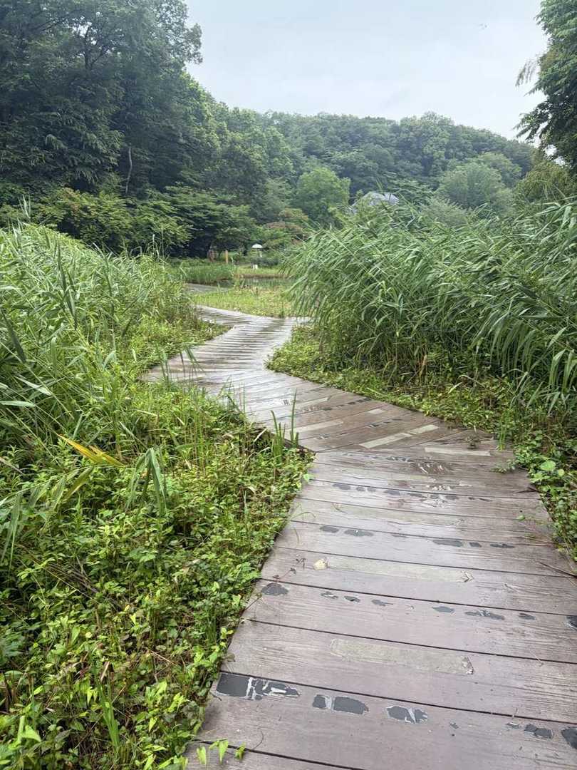 座間谷戸山公園の湿生生態園に続く雨に濡れた木道。両側から夏草が茂っている