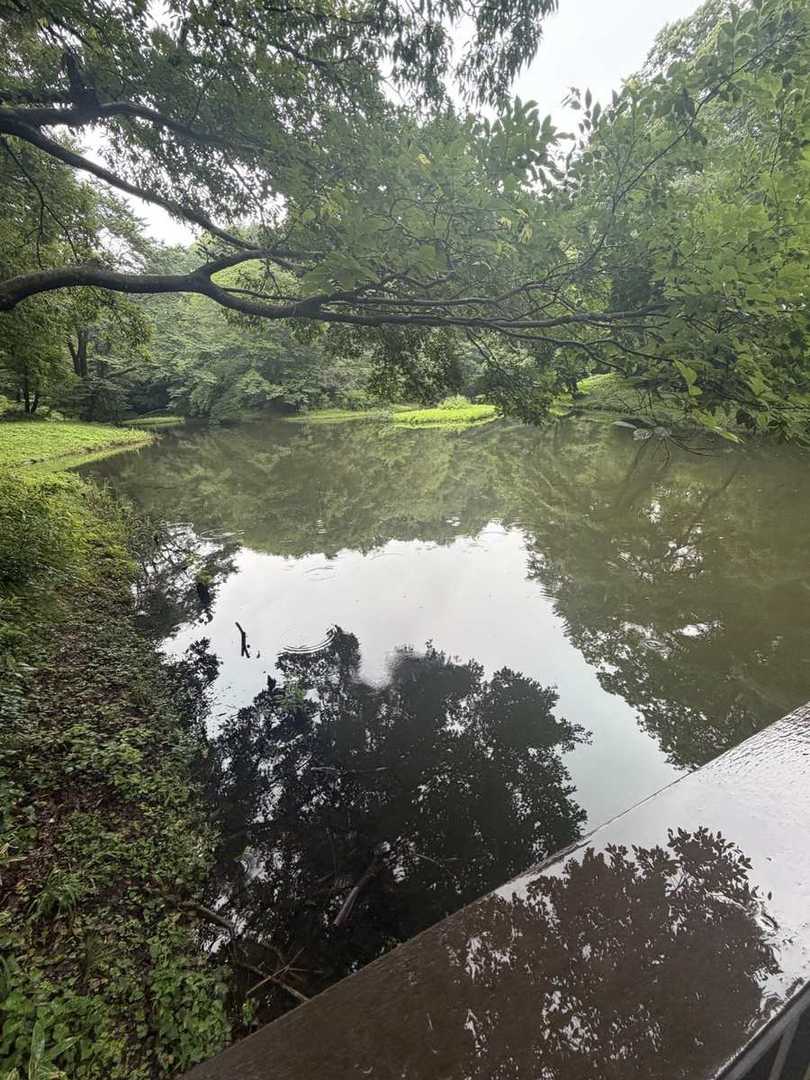 雨の座間谷戸山公園の水鳥の池。水面に対岸の緑が鏡のように映り込んでいる