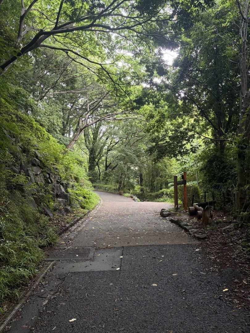 座間谷戸山公園の緑に包まれた尾根の園路。雨上がりで路面がしっとり濡れている