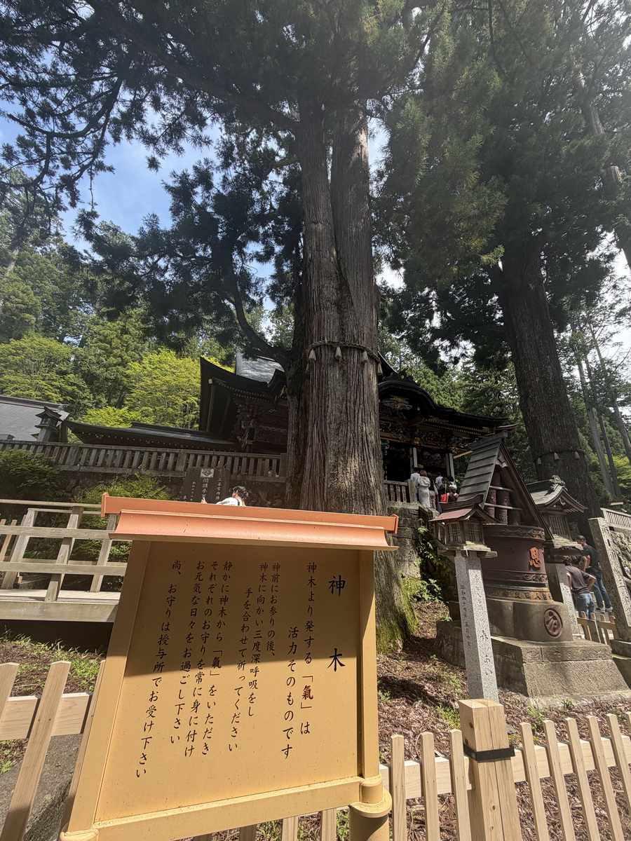 三峯神社の御神木の大杉と由来の看板