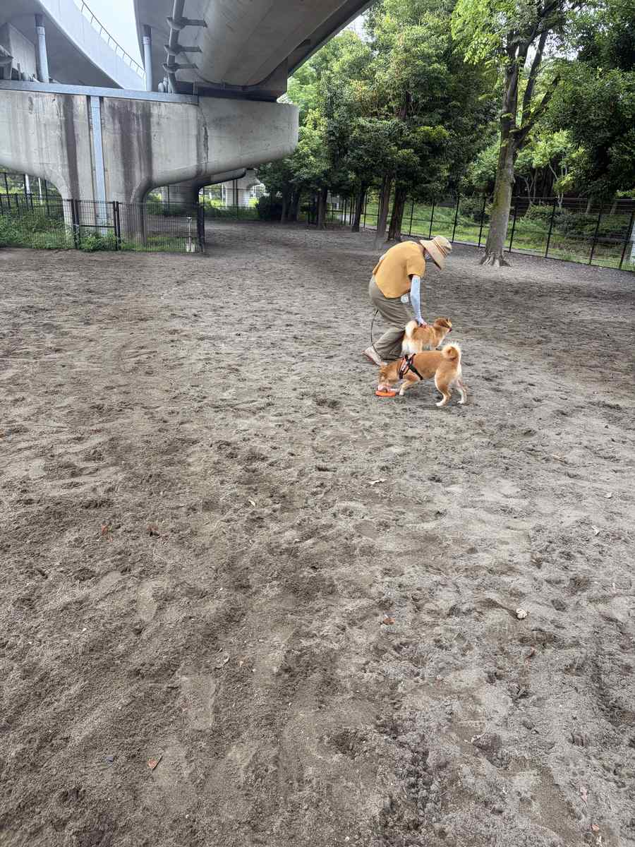 高架下の犬の遊び場でボールを追う柴犬もみじと拾いに行く妻