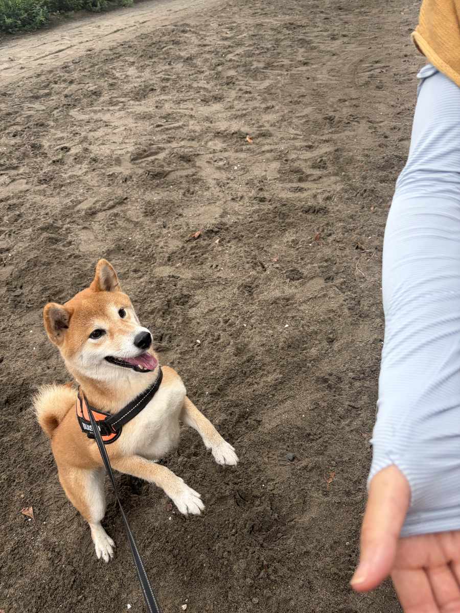 海の公園（横浜）の無料ドッグランはどこ？犬連れ50代が実測｜夏は砂浜NG・駐車場料金も