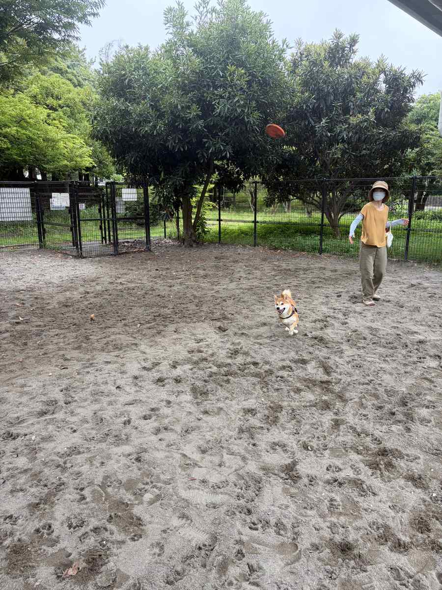 犬の遊び場でディスクを投げる妻と、駆け出す柴犬もみじ
