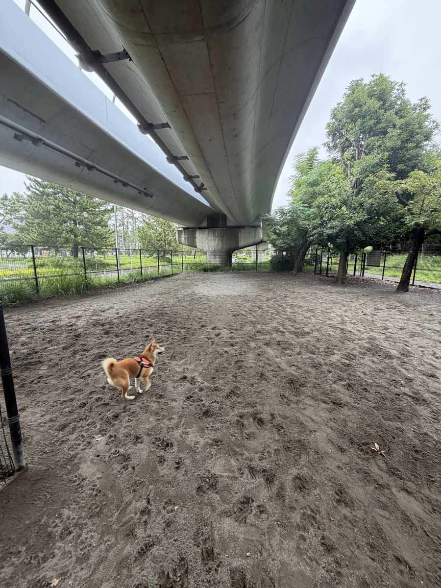 高架下に広がる犬の遊び場の中。砂地にリードを外した柴犬もみじが立っている