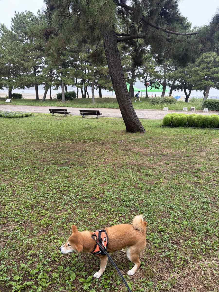 松の木と芝生の向こうに砂浜と海が見える。手前に柴犬もみじ
