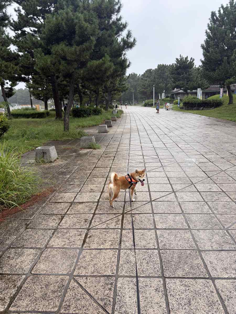 海の公園の海沿いの園路を歩く柴犬もみじ。舌を出してこちらを見ている