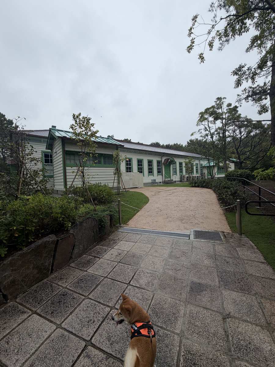 白壁に緑の窓枠の歴史的建造物へ続く道を歩く柴犬もみじ