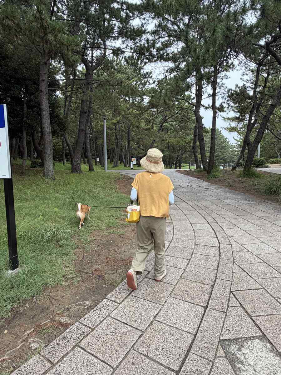 松林の中の園路を歩く妻と柴犬もみじの後ろ姿