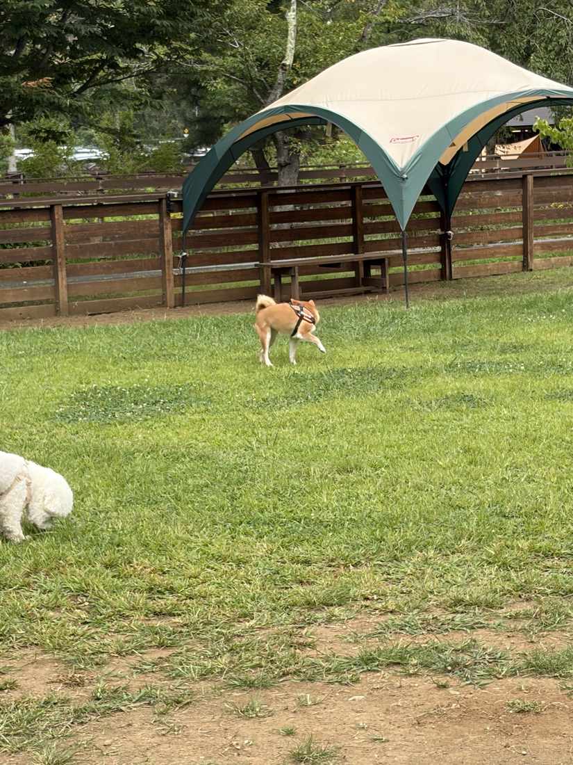 芝生の広いドッグランで遊ぶ柴犬もみじ