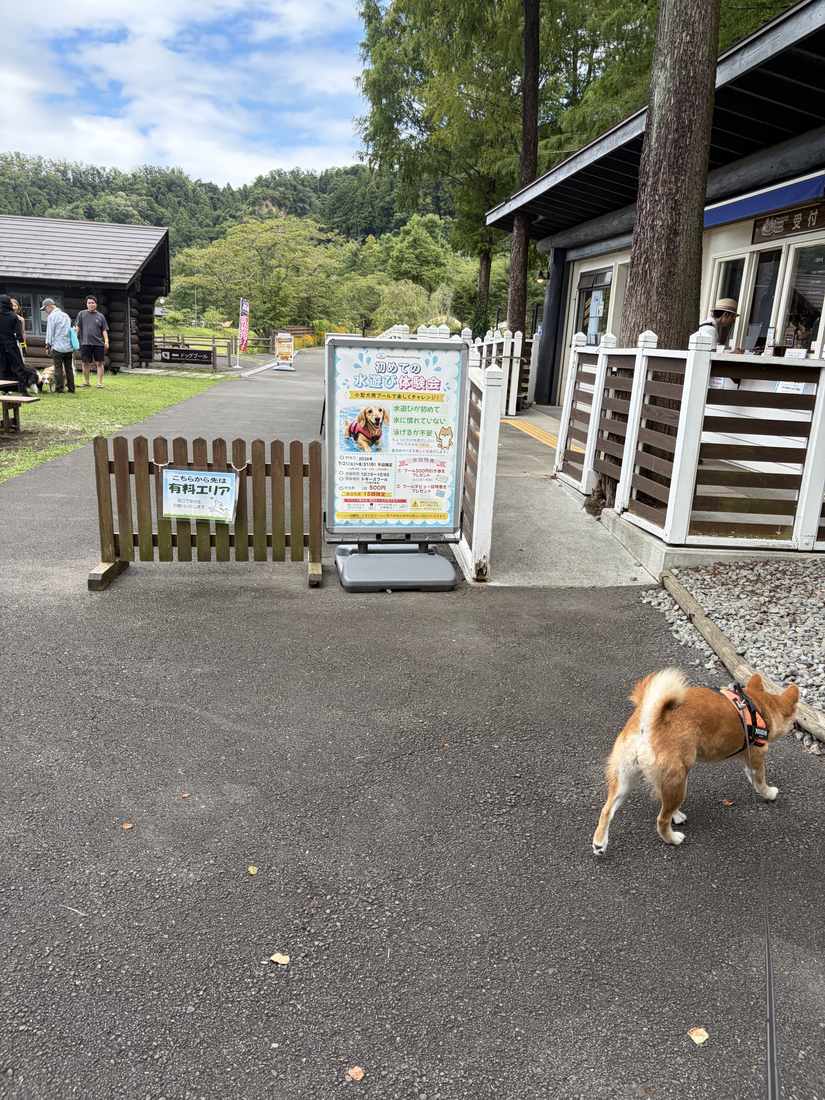わんダフルネイチャーヴィレッジの入園ゲートへ向かう柴犬もみじ