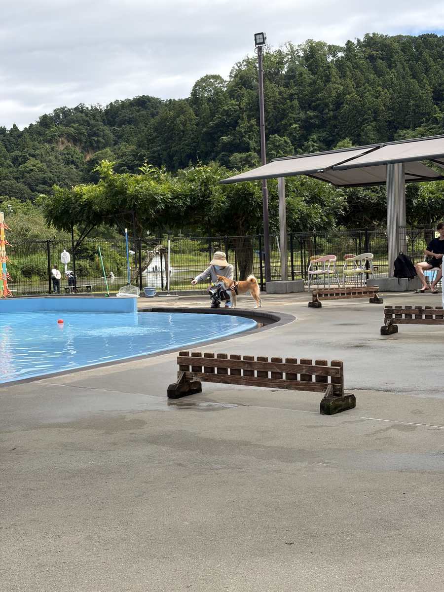 わんダフルネイチャーヴィレッジのドッグプール。遠浅の水色のプールと日除けの屋根