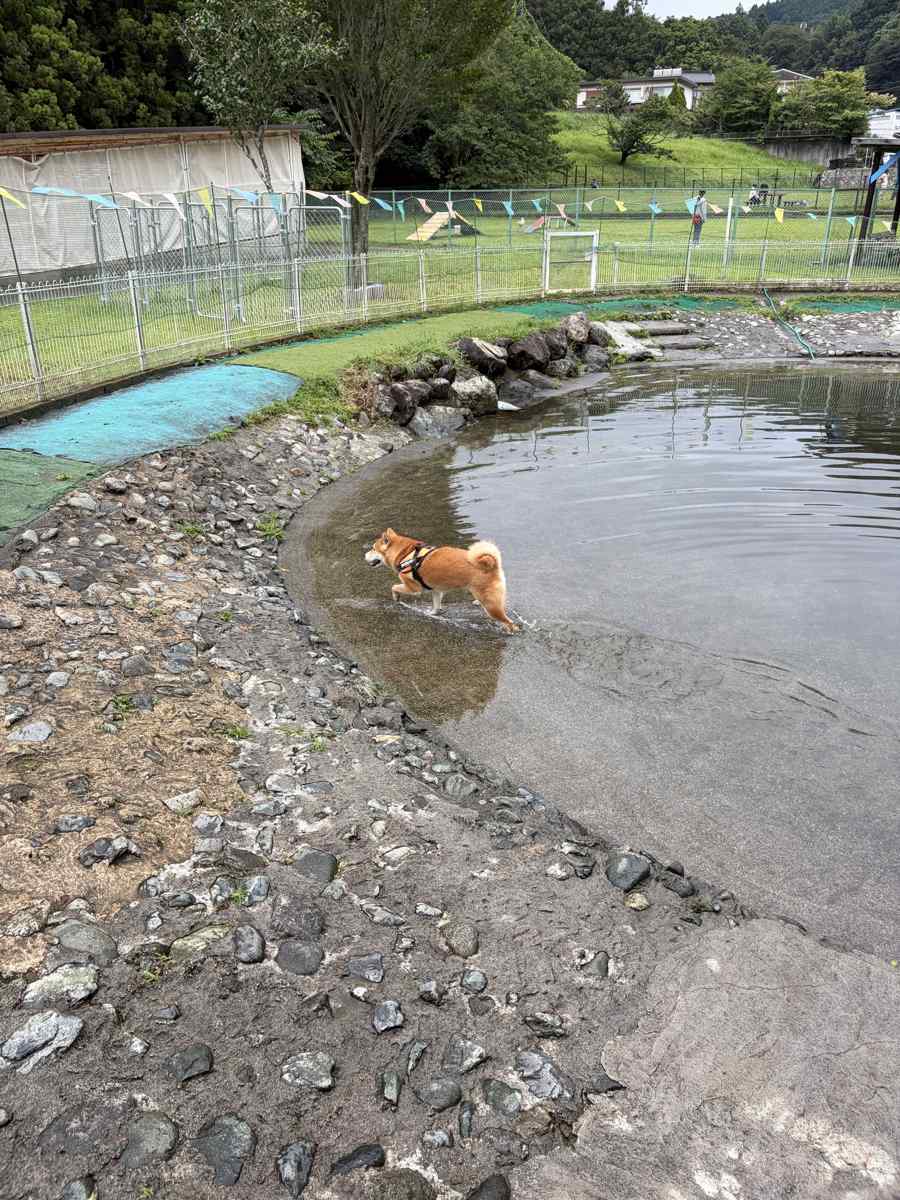 すり鉢状のドッグプールの浅瀬に立つ柴犬もみじ
