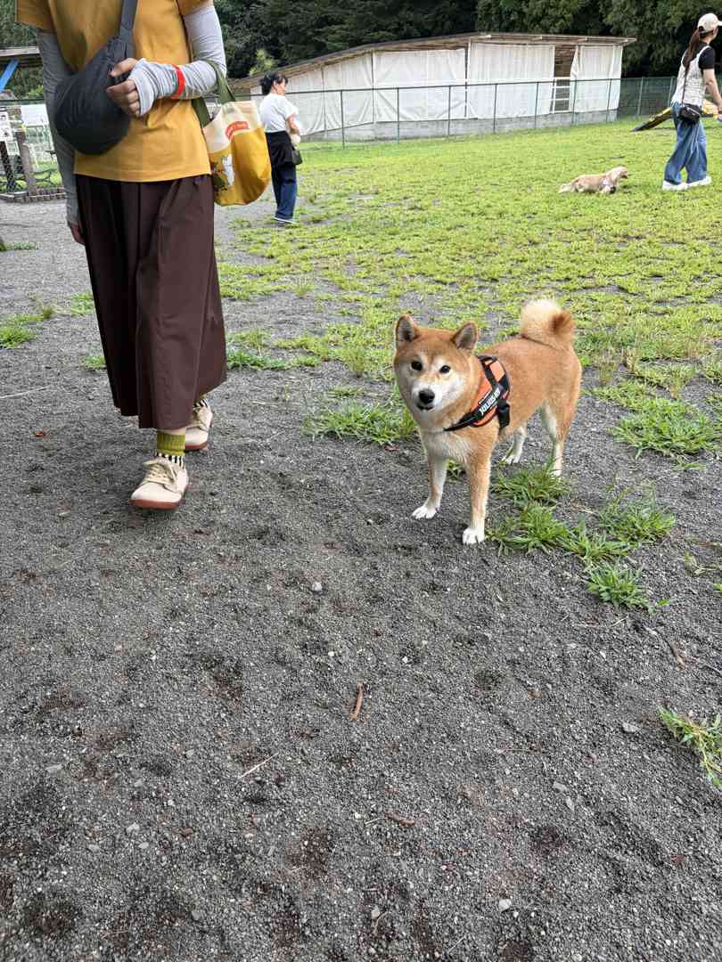広い芝生のドッグランに立つ柴犬もみじ