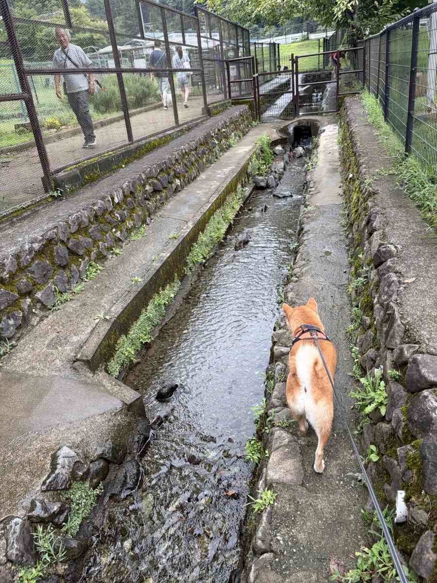 石積みの水路を歩いて探検する柴犬もみじ