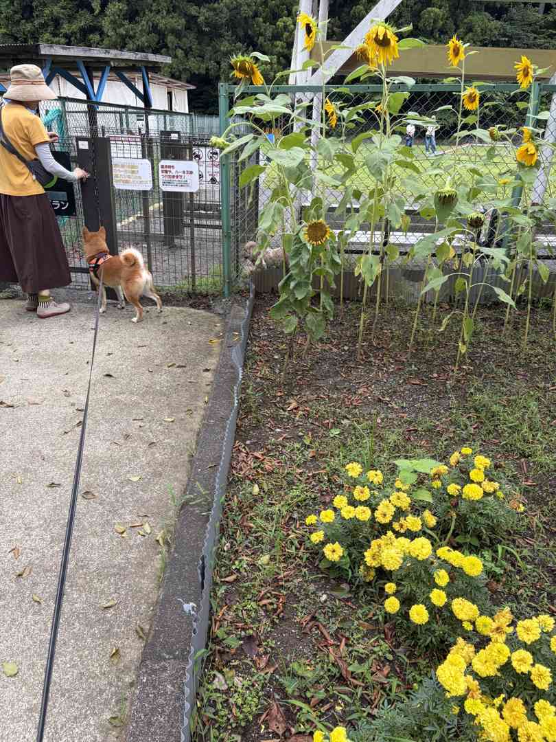 ひまわりと黄色い花の花壇のそばを歩く柴犬もみじ