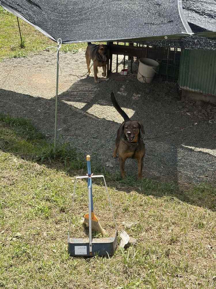 駐車場のタープの下にいた黒い番犬2匹
