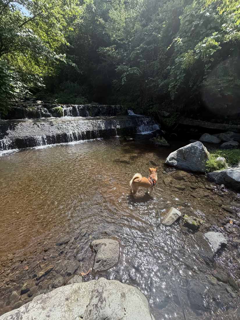 段々に水が落ちる小さな滝と、その手前の浅瀬に立つ柴犬もみじ