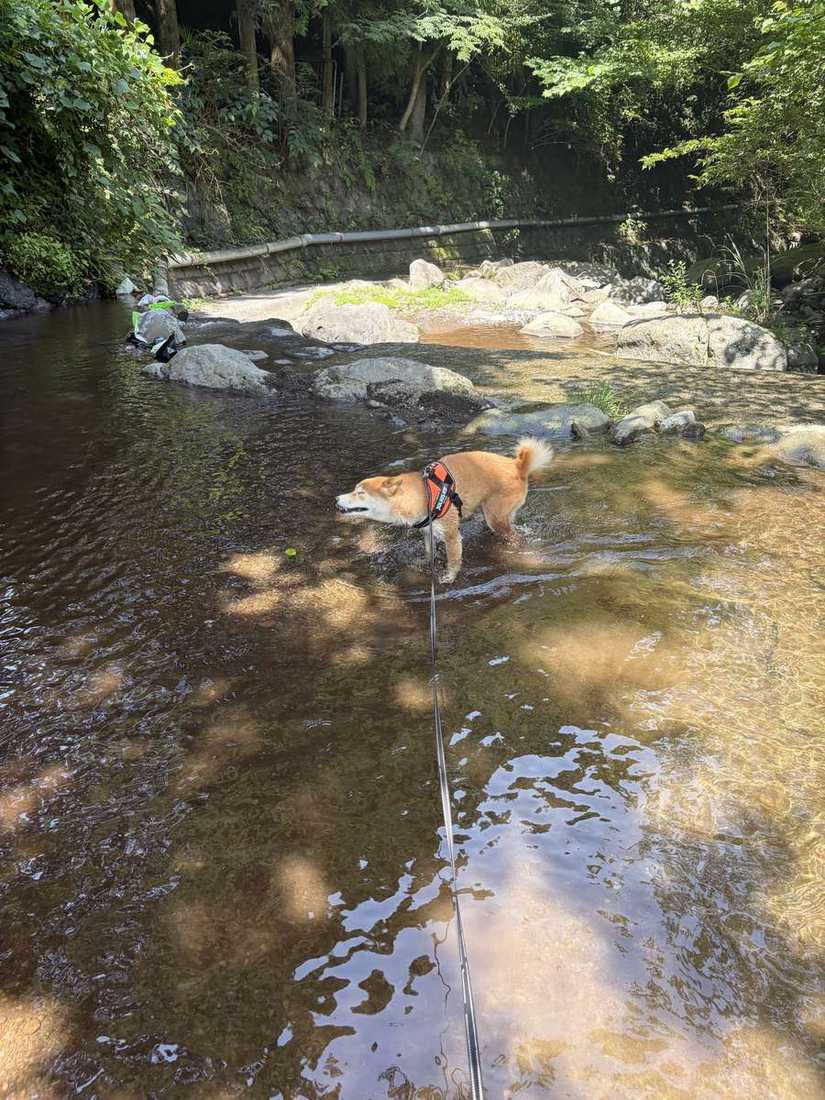 浅い川の中を歩く柴犬もみじ。木漏れ日が水面に映っている
