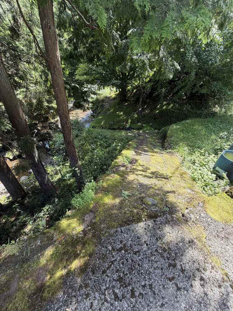 杉木立の中を川へ向かって下っていく苔むした小道