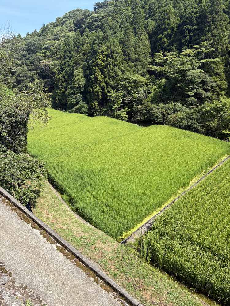 帰り道から見た、青々とした田んぼと杉林の風景