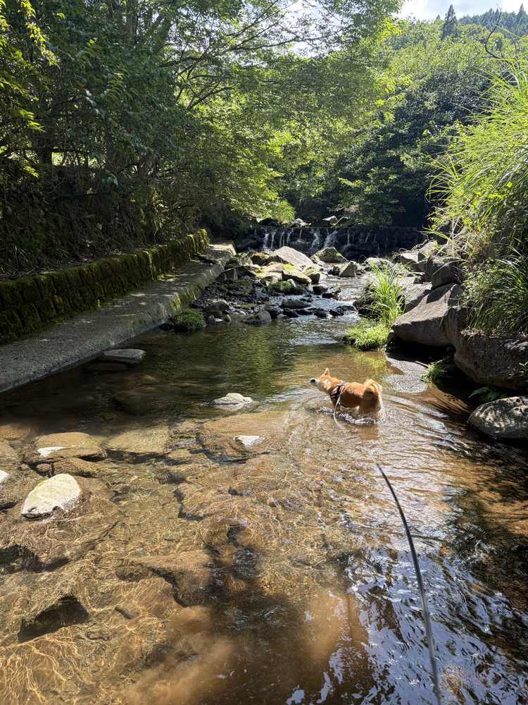 緑に囲まれた浅い小川。奥に柴犬が小さく写っている