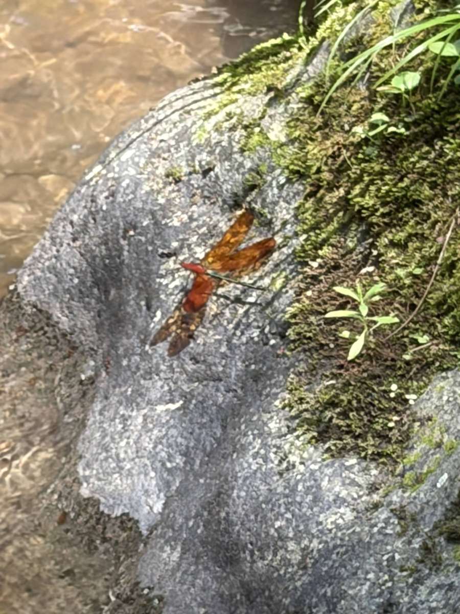 川の岩の上にとまったミヤマカワトンボ