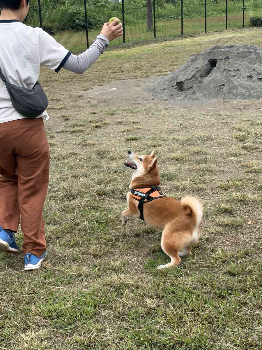 ボールを掲げる妻に向かって柴犬もみじが立ち上がっている