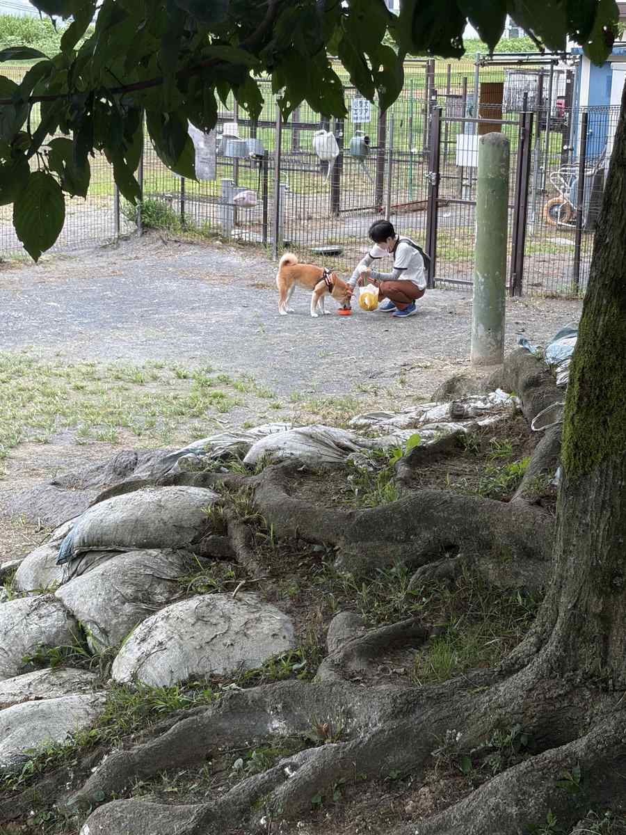 木陰で妻に水をもらう柴犬もみじ