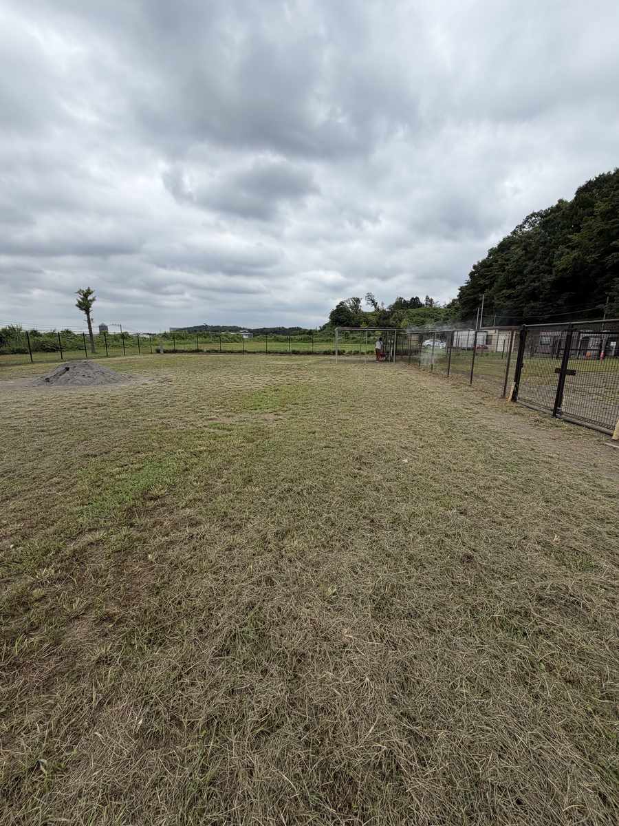 広々とした中・大型犬エリア。草地が広がり、奥にフェンスと林が見える