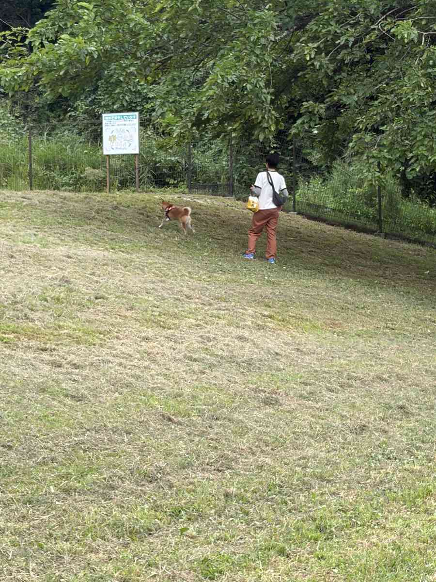 草の丘の上にいる柴犬もみじと妻