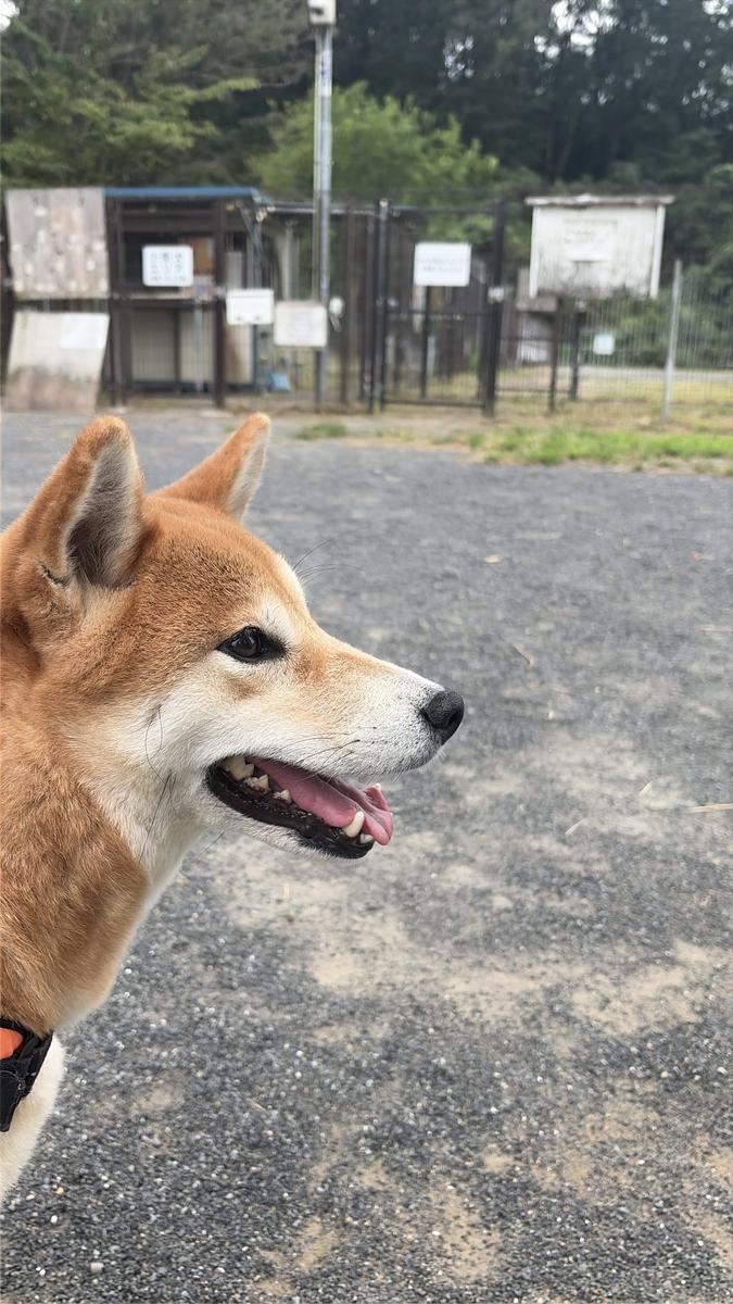 ドッグランの入口前で舌を出して横を向く柴犬もみじのアップ