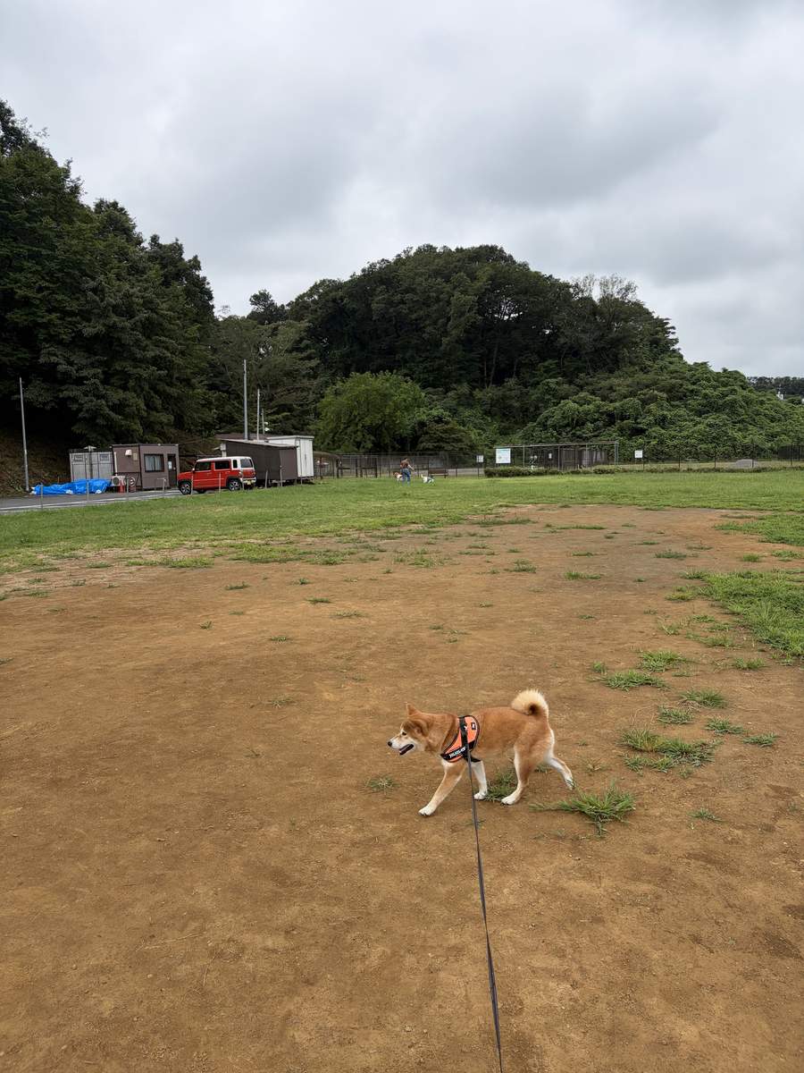 曇り空の七国公園の広場をリードをつけた柴犬もみじが歩いている。奥に管理棟が見える