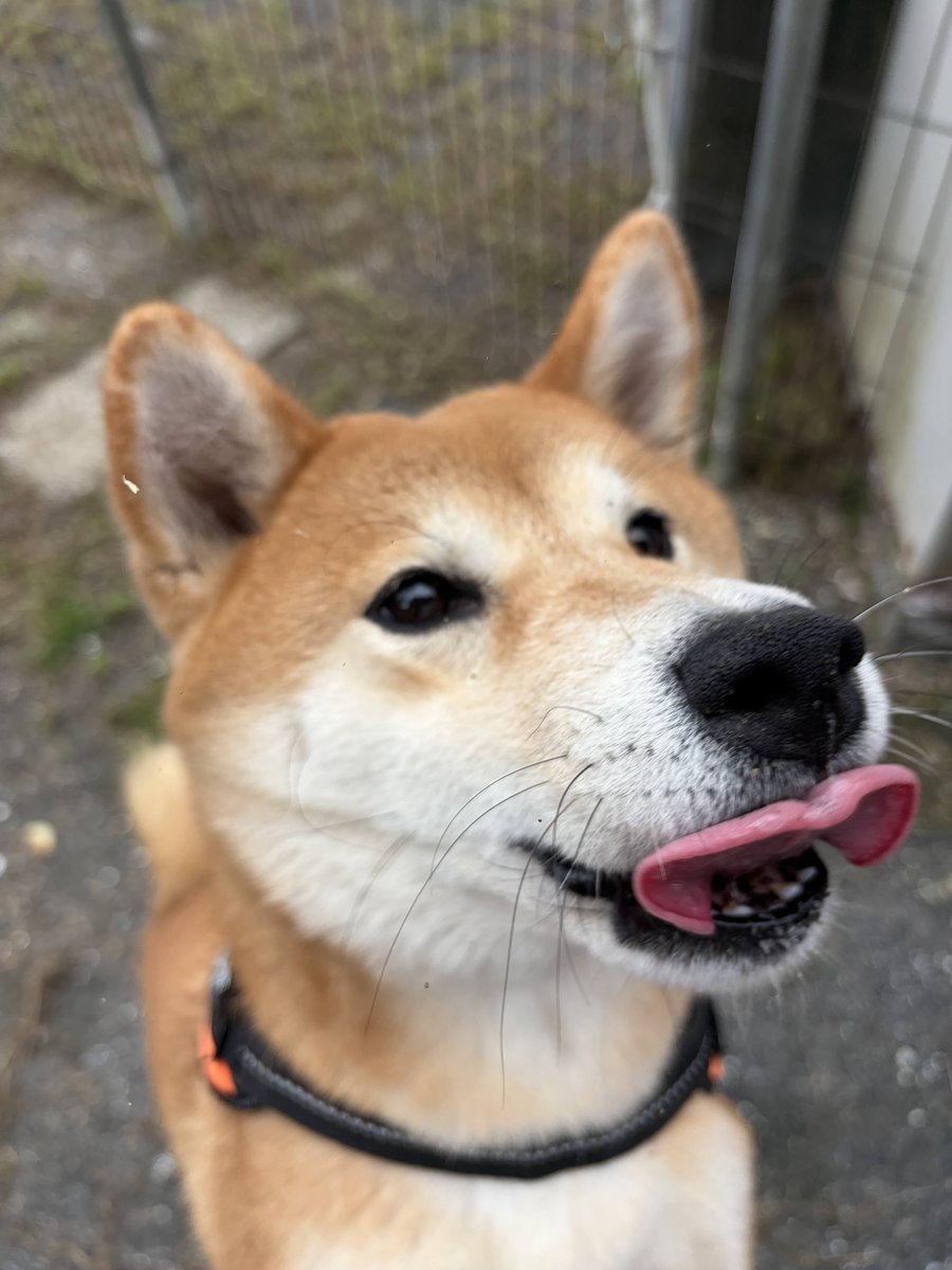 舌を出して鼻をなめる柴犬もみじの顔のアップ