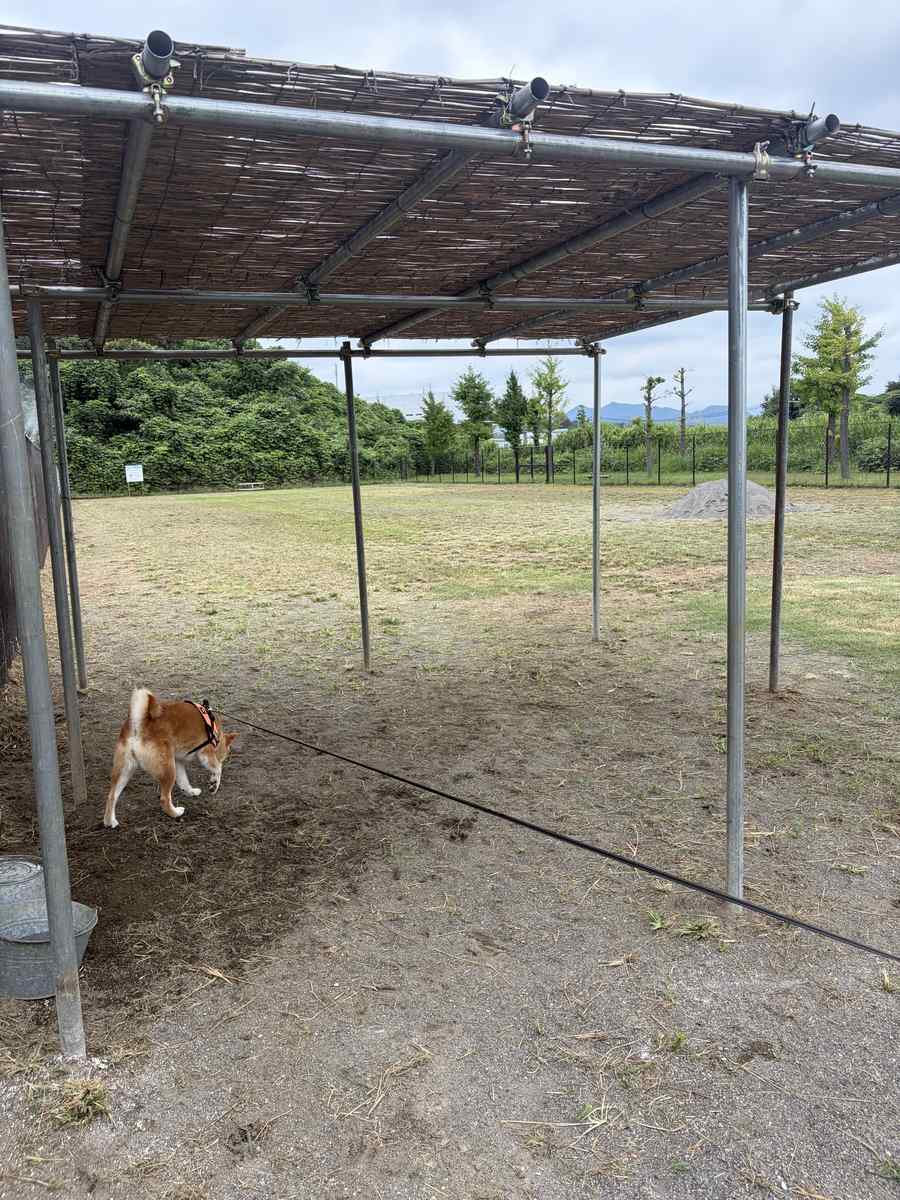 よしず張りの日除け棚の下を歩く柴犬もみじ