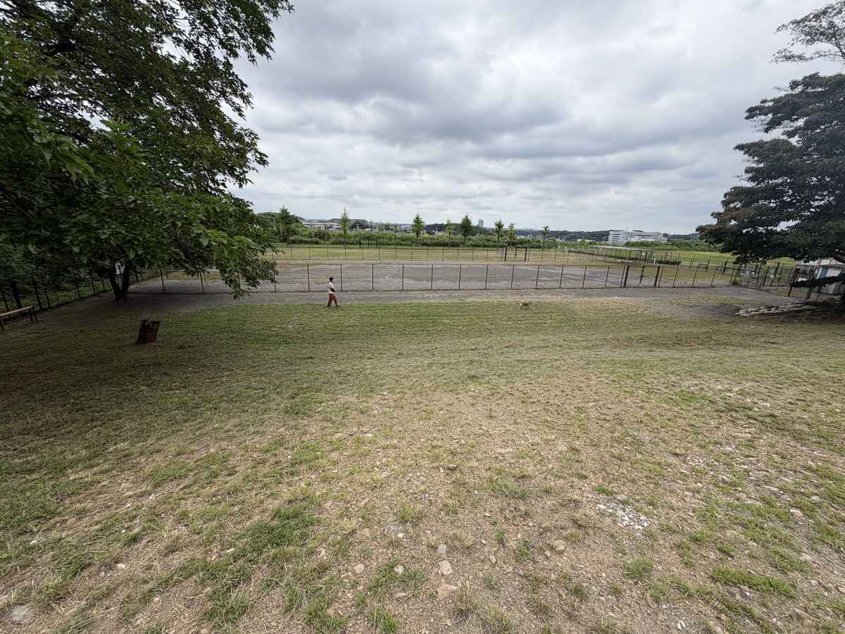 高台から見下ろした七国公園ドッグランの全景。フェンスに囲まれた広い草地の向こうに街並みが見える