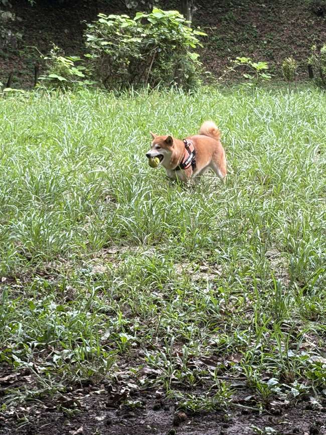 ボールをくわえて草地を歩く柴犬もみじ