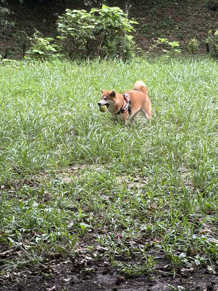 小山内裏公園ドッグランの登録方法と暗証番号ゲート｜駐車場からの行き方・柴犬が入れるエリアを50代が実測
