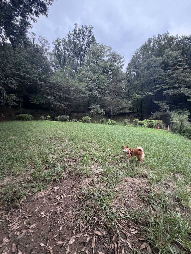 曇り空の下の草地の広場。奥に雑木林とコーンが見え、柴犬もみじが遠くに小さく写っている