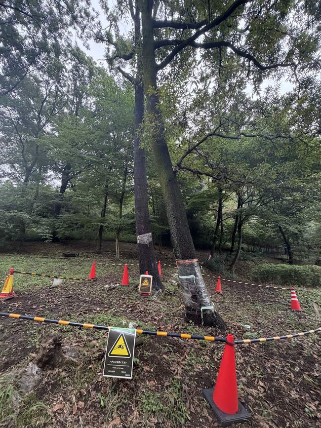 コーンとロープで囲われた木立。ハチにご注意くださいの看板が立ち、幹にビニールが巻かれている