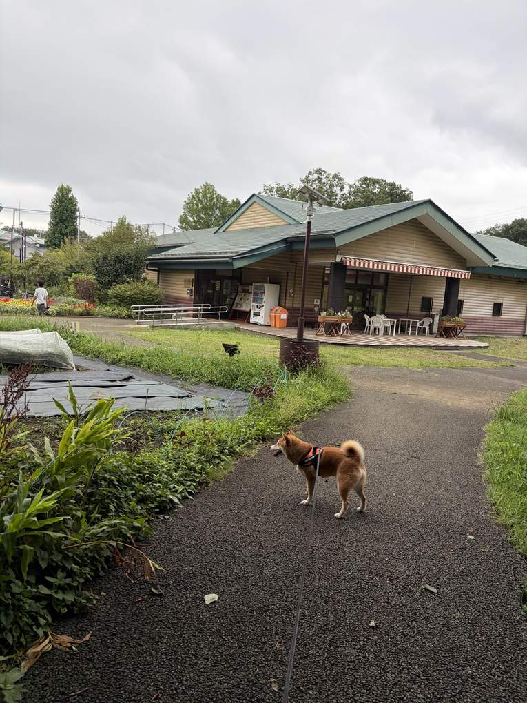 曇り空の下、建物の前の園路に立ってこちらを振り返る柴犬もみじ