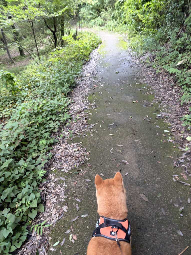 落ち葉の散った雑木林の小道を先に歩く柴犬もみじの後ろ姿