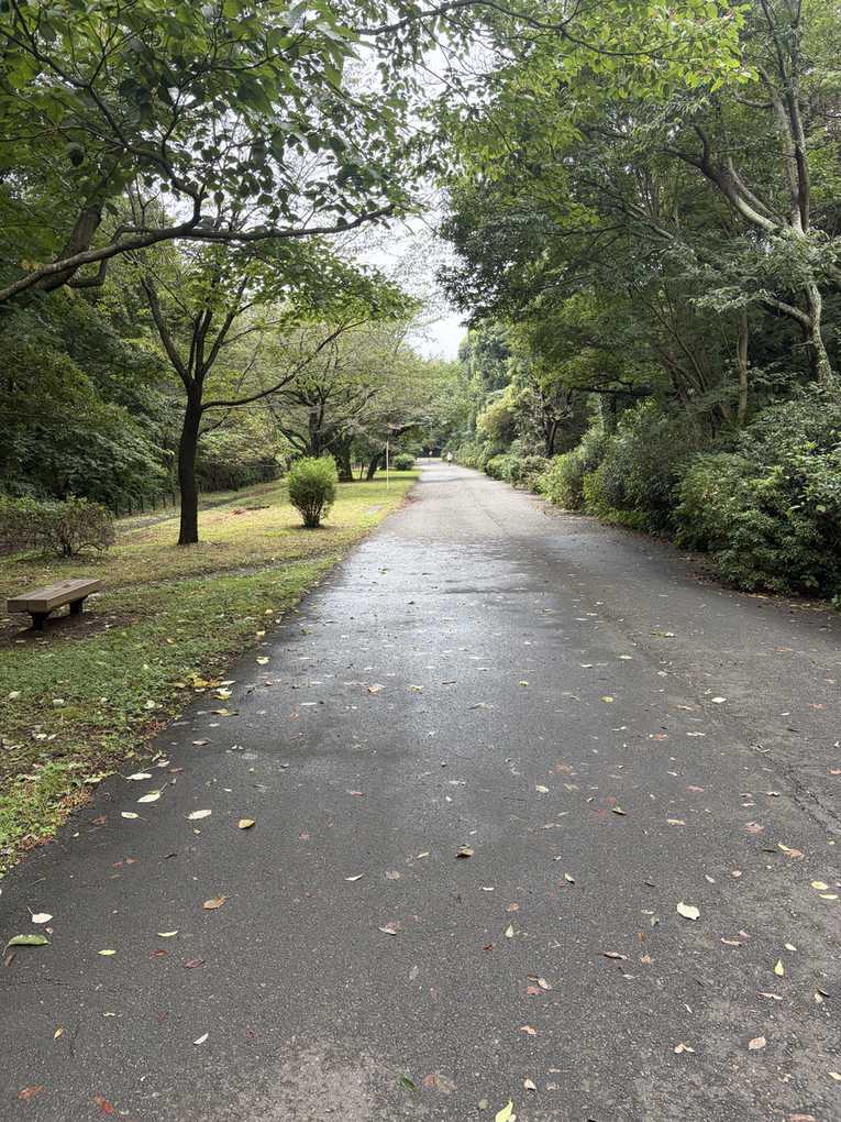 雨に濡れた尾根緑道。広い舗装路が木々の間をまっすぐ伸び、落ち葉が散っている