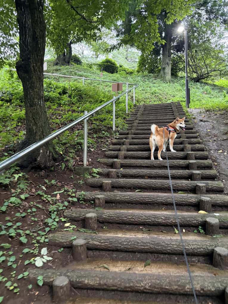 雑木林の中の木の階段をリードをつけて上り、途中で振り返る柴犬もみじ