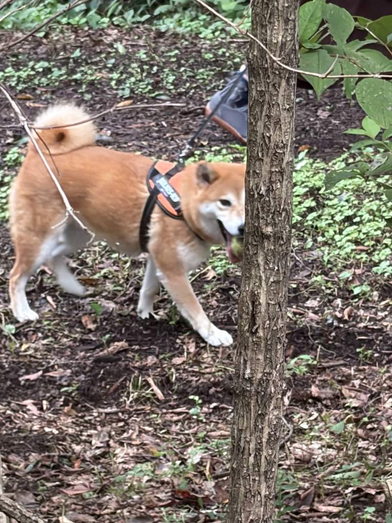 雑木林の土の上でリードをつけて立ち、木の根元に鼻を寄せる柴犬もみじ